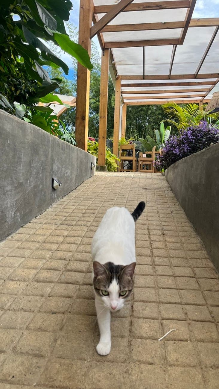 Gato en el sendero del jardín